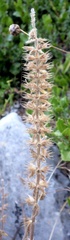 Stachys ocymastrum