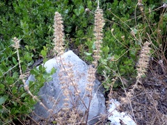 Stachys ocymastrum