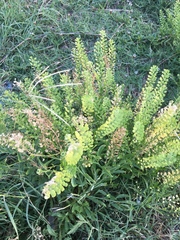 Lepidium austrinum