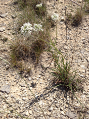 Marshallia caespitosa