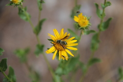 Dianthidium arizonicum