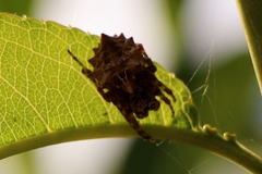 Acanthepeira