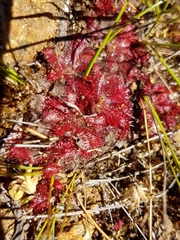 Drosera montana