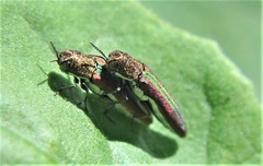 Agrilus rubrovittatus