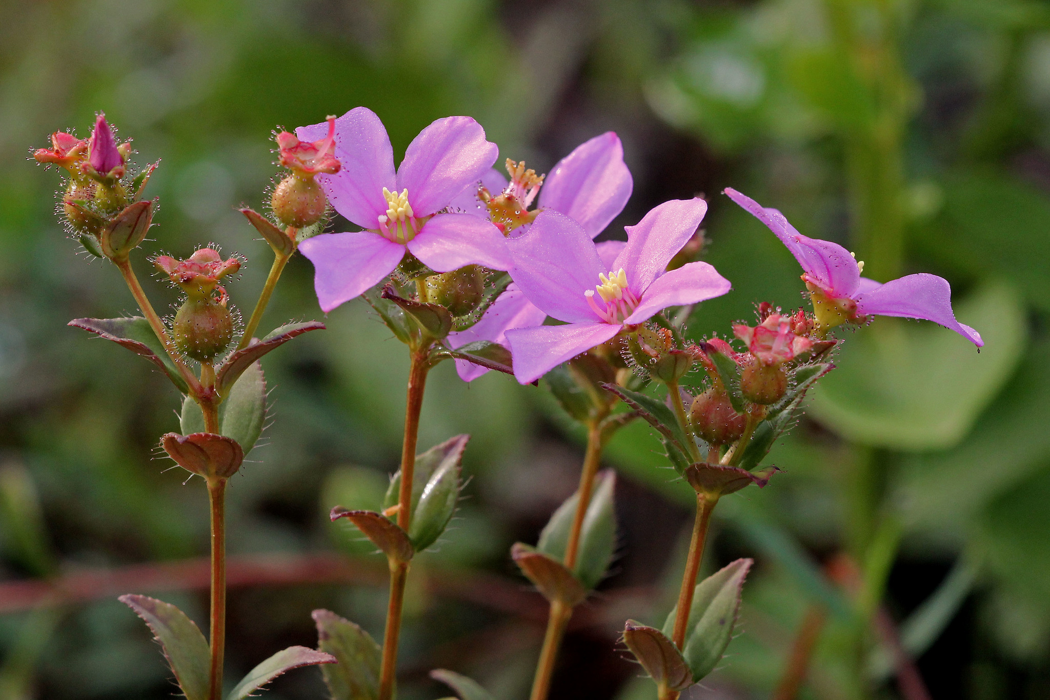 Rhexia nuttallii