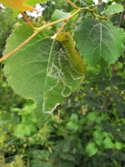 Phyllocnistis labyrinthella