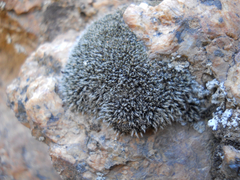 Coscinodon cribrosus