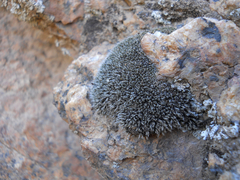 Coscinodon cribrosus