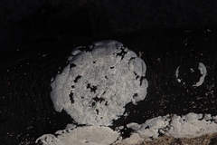 Trididemnum cerebriforme