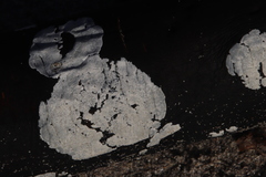 Trididemnum cerebriforme