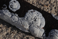 Trididemnum cerebriforme