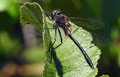 Dorocordulia lepida