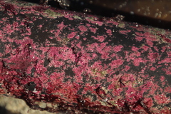 Carpoblepharis flaccida