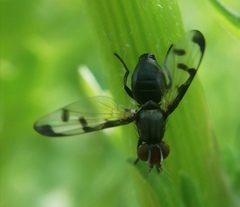 Herina nigrina