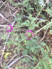 Dalea emarginata