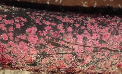 Carpoblepharis flaccida