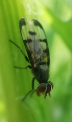 Herina nigrina