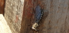 Tabanus bromius