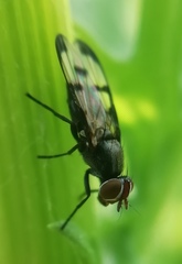 Herina nigrina