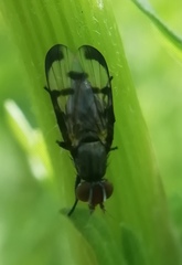 Herina nigrina