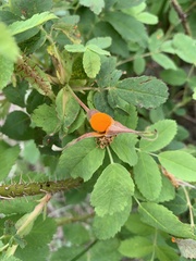 Phragmidium mucronatum