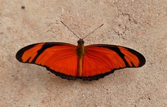 Dryas iulia alcionea