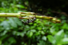 Polyrhachis