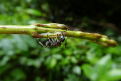 Polyrhachis