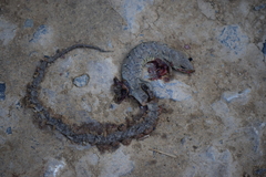 Gerrhonotus ophiurus