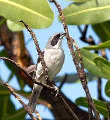 Neothraupis fasciata
