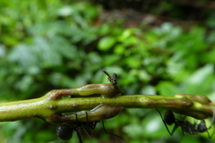 Brachycera