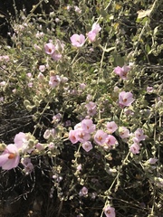 Malacothamnus fasciculatus nuttallii