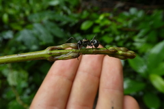 Polyrhachis