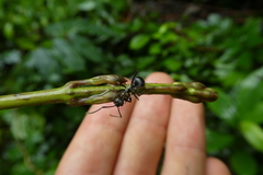 Polyrhachis