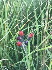 Pilosella aurantiaca