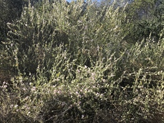 Malacothamnus fasciculatus nuttallii