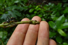 Polyrhachis
