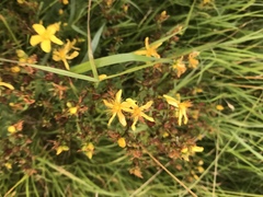 Hypericum perforatum