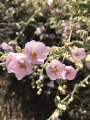 Malacothamnus fasciculatus nuttallii
