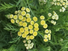 Tanacetum vulgare