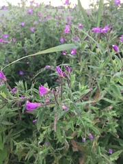 Epilobium hirsutum