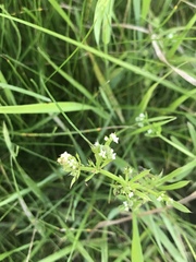 Galium aparine