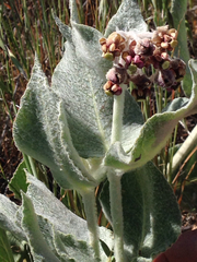 Asclepias californica
