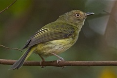 Lophotriccus galeatus