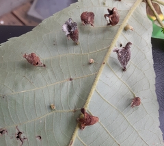 Phylloxera caryaegummosa