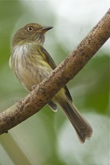 Lophotriccus galeatus