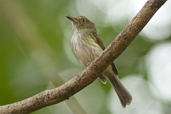 Lophotriccus galeatus