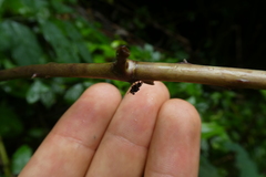 Brachycera