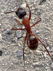 Camponotus vicinus