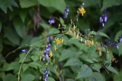 Echeandia mexicana